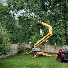 Reliable Bexley, OH Tree Care  Solutions